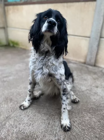 Sirius