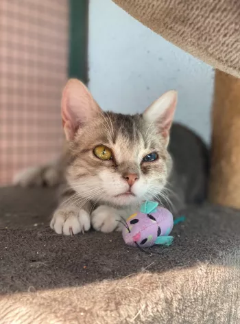 Zarya