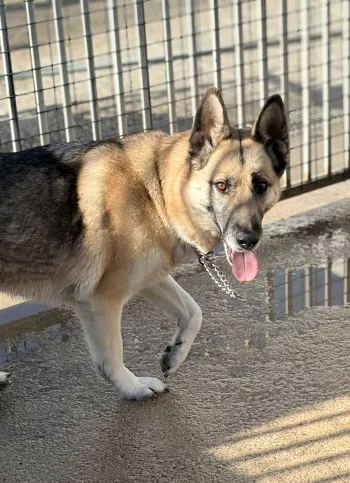 Cheyenne