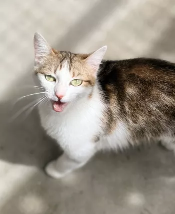 Frimousse