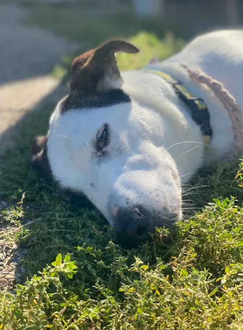 Molly