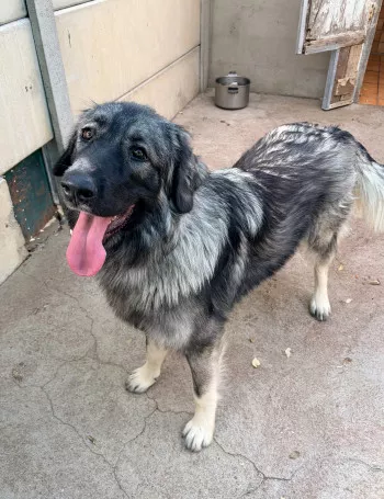 Altaï
