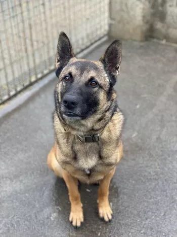 Tyson