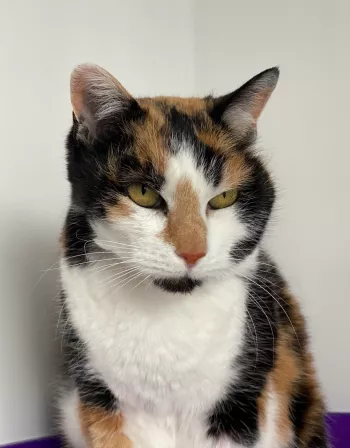 Isa