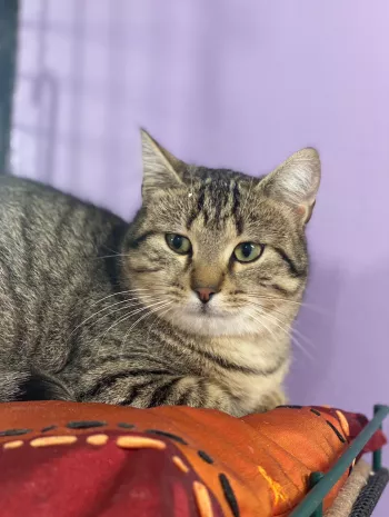 Oscar