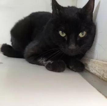 Zouzou