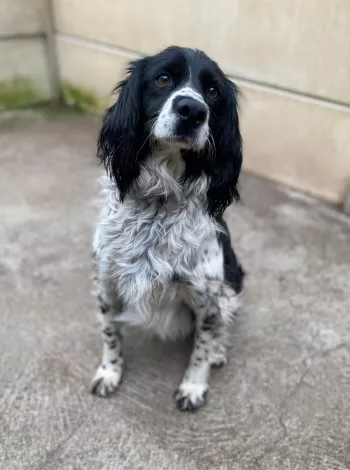 Sirius