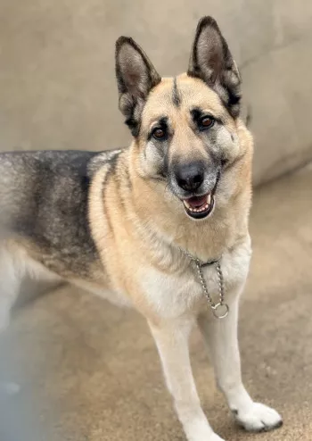 Cheyenne