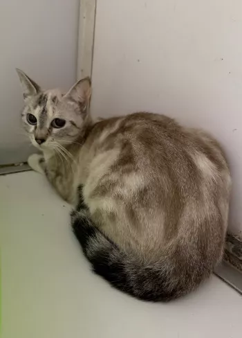 Suki