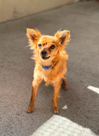 Scoobydoo