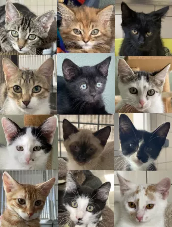 Nos Chatons