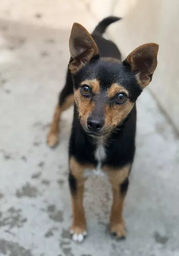 Bilbo