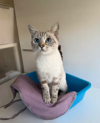 Céleste